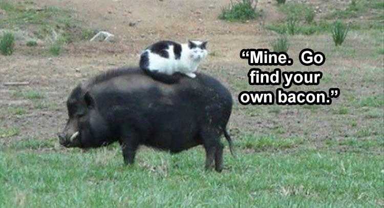 Funny Pet Memes With Captions  Found Breakfast