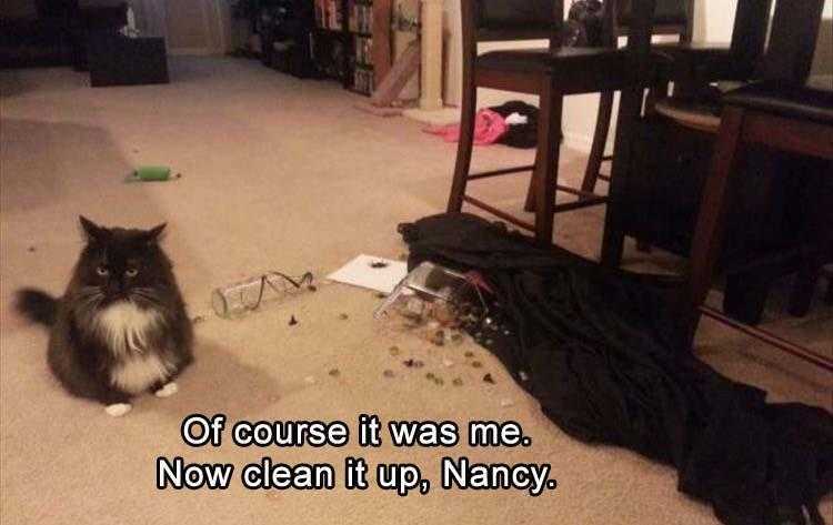 Funny Pet Memes With Captions  Not Ashamed