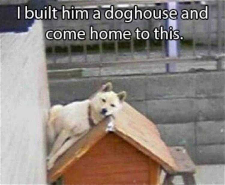 Funny Pet Memes With Captions  Wasted Effort