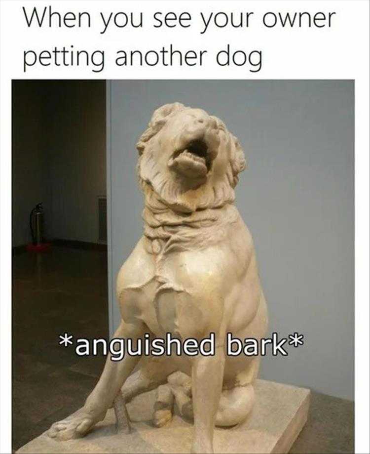 Funny Pet Memes With Captions  Jealousy Captured