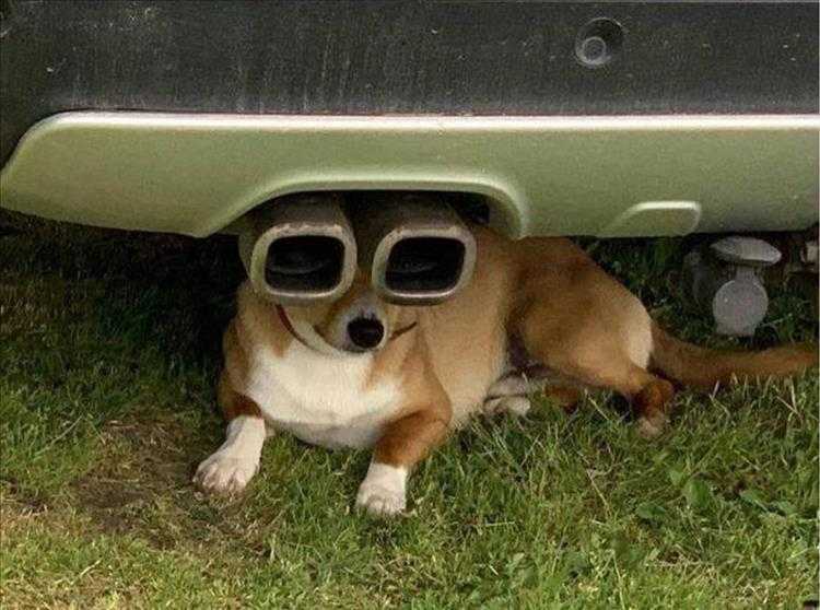 Funny Pet Memes With Captions  Exhaustingly Cool