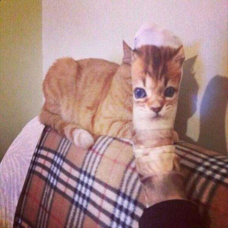 Funny Pet Memes With Captions  Photo Sock