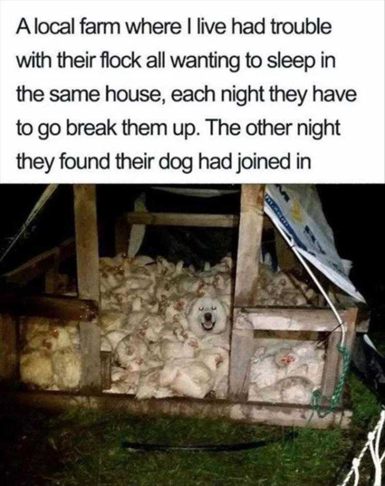Funny Pet Memes With Captions  Hen House Party