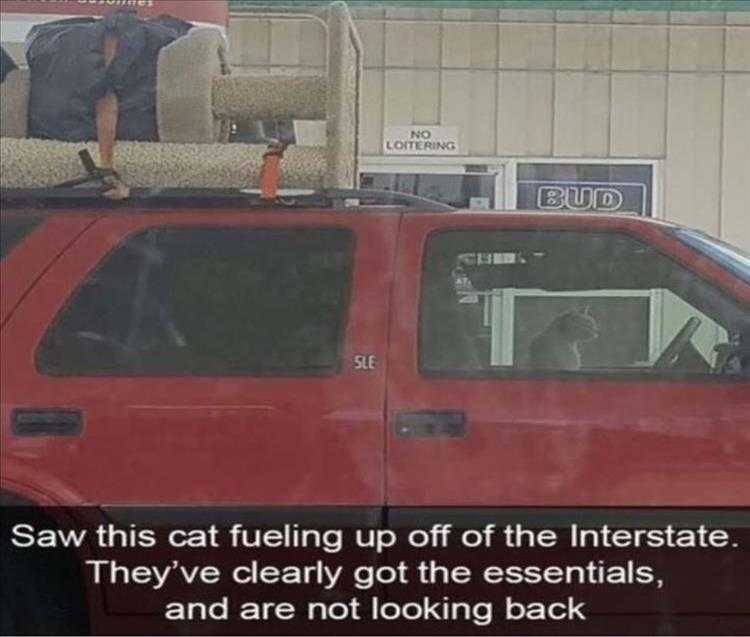 Funny Pet Memes With Captions  Cat Tree Travel