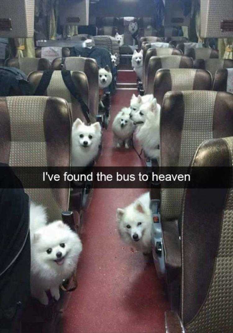 Funny Pet Memes With Captions  Furry Passengers