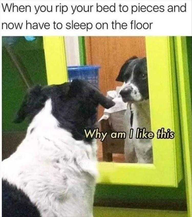 Funny Pet Memes With Captions  Remorse
