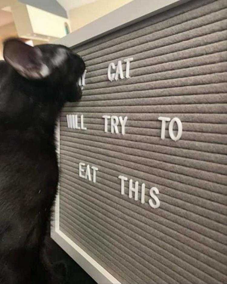 Funny Pet Memes With Captions  Prophetic Letter Board