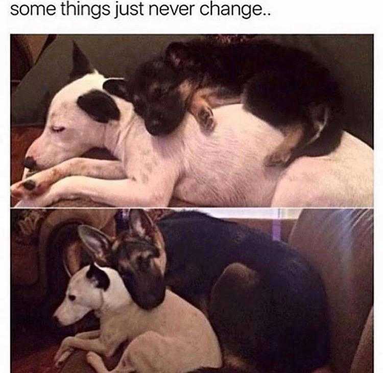 Funny Pet Memes With Captions  Creatures Of Habit