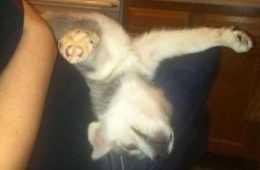 Funny Animal Photos  Husky Sleep