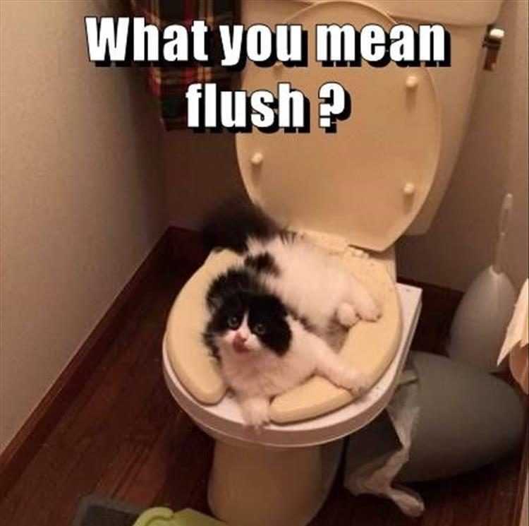 Top 28 Funny Animal Memes Of The Day_5fc8fd5e13c64.jpeg funny cat photos - flush after use