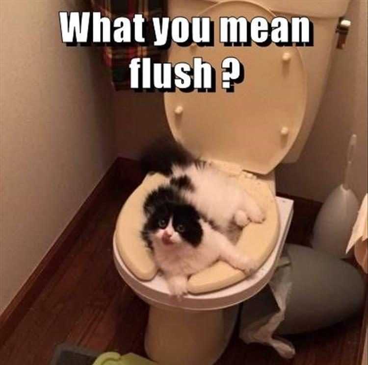 funny cat photos  flush after use