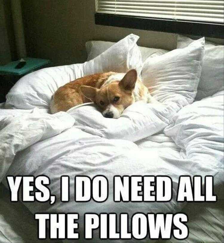 Funny dog photos  dog needs pillows
