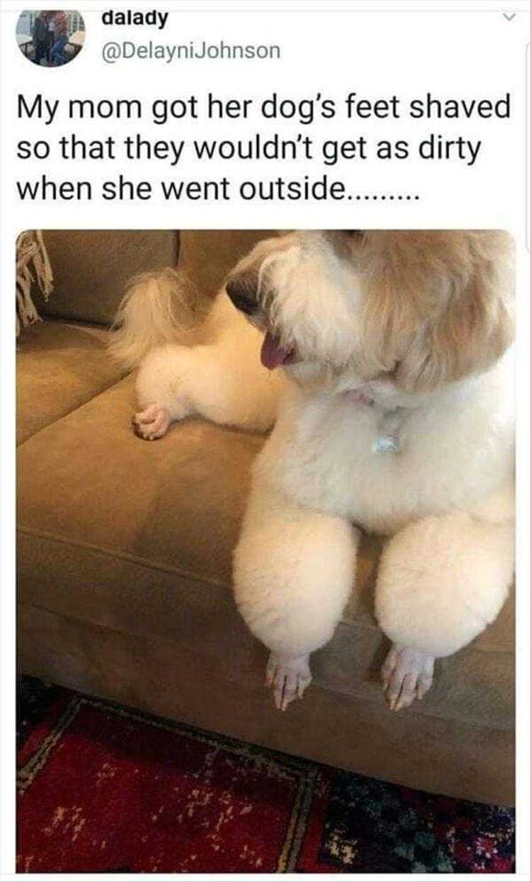 Very Funny Animal Memes  Shaved Feet