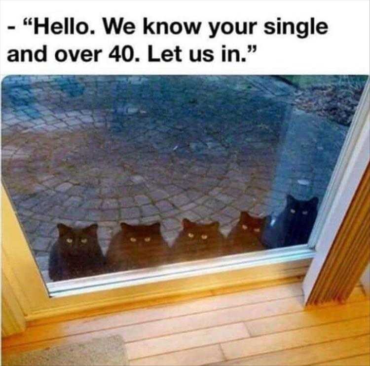 Very Funny Animal Memes  Cat Lady Detector