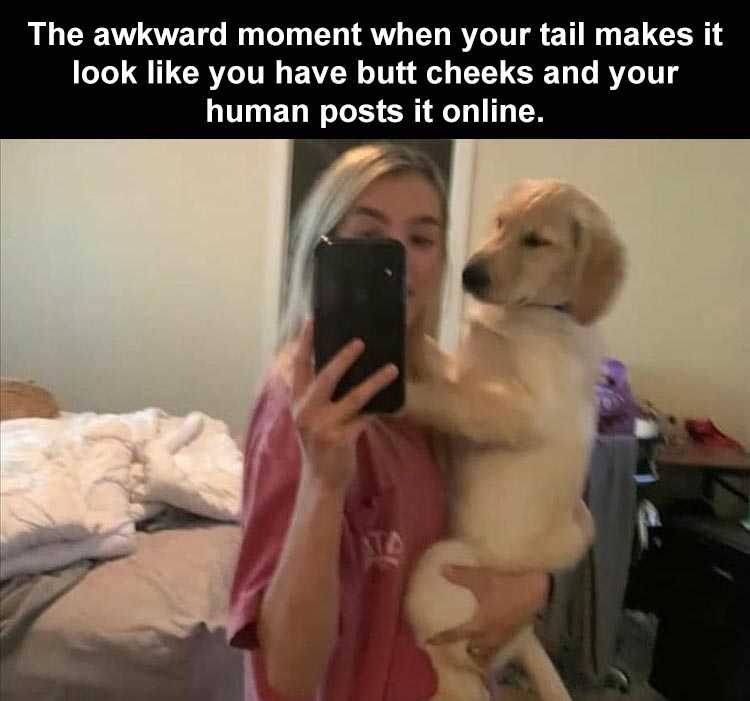 Very Funny Dog Memes  Dog Buttcheeks