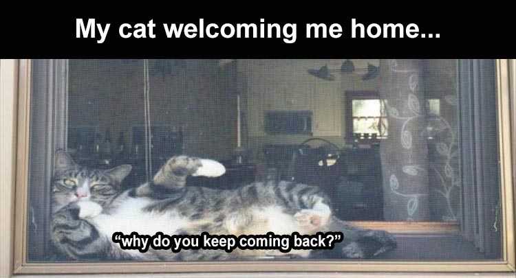 Very Funny Cat Meme  Dab