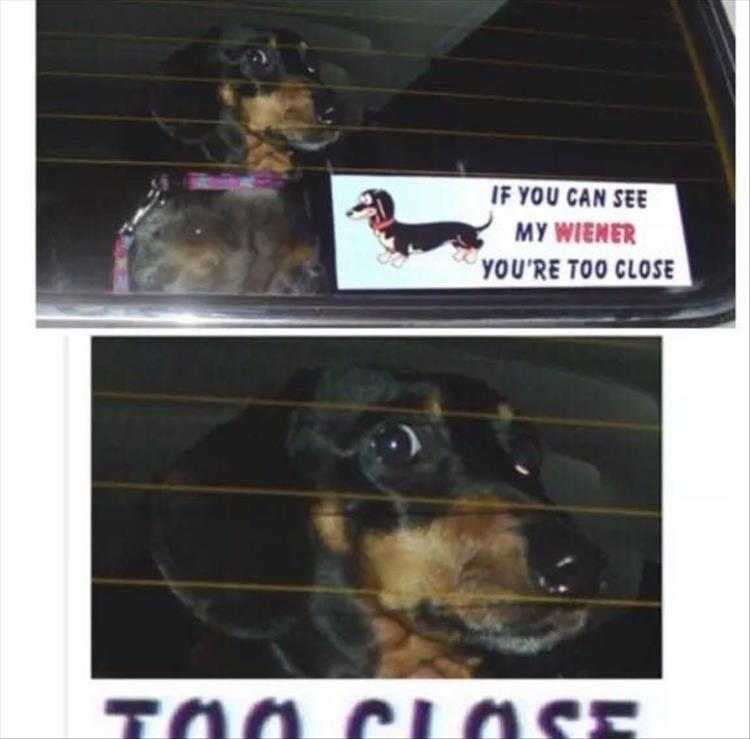Very Funny Dog Memes  See My Wiener