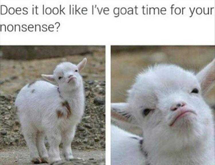 Very Funny Animal Memes  Goat