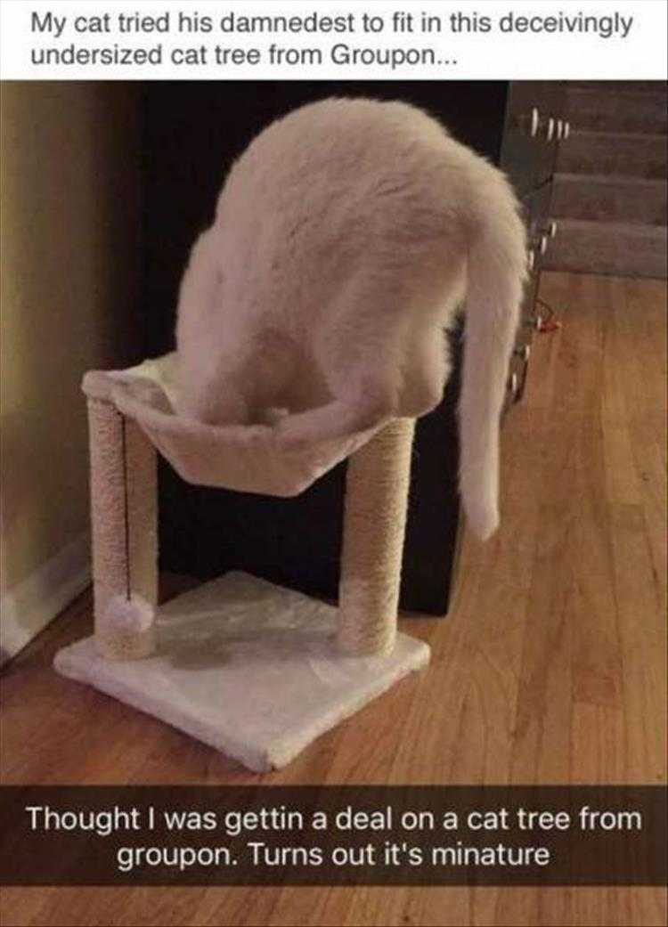 Top 22 Funny Animal Memes With Captions