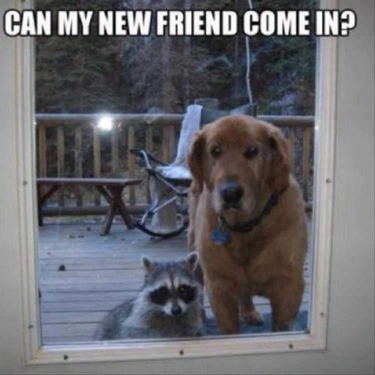 Funny Animal Memes With Captions  Best Pals