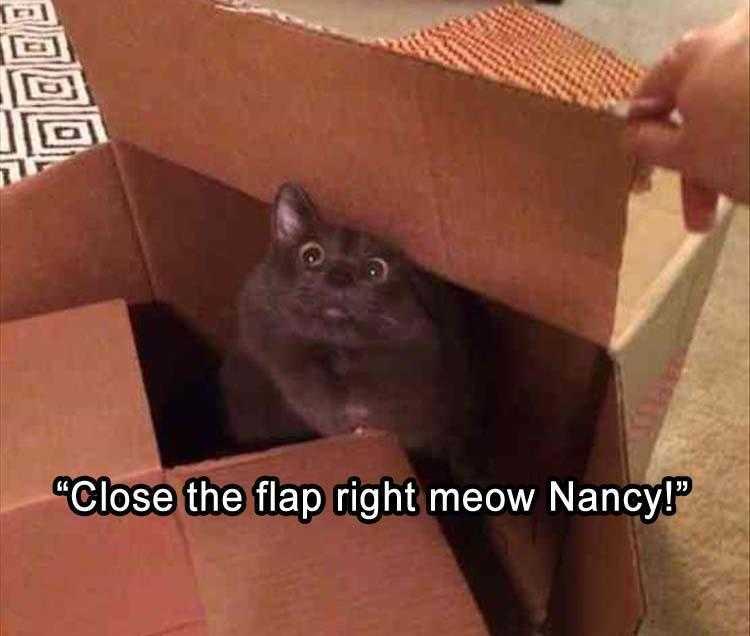Funny Cat Memes With Caption  Happy Place