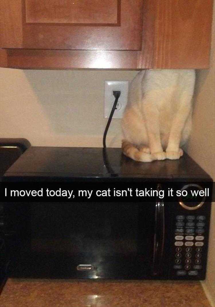 Funny Animal Memes With Caption  Creature Of Habit Not Happy