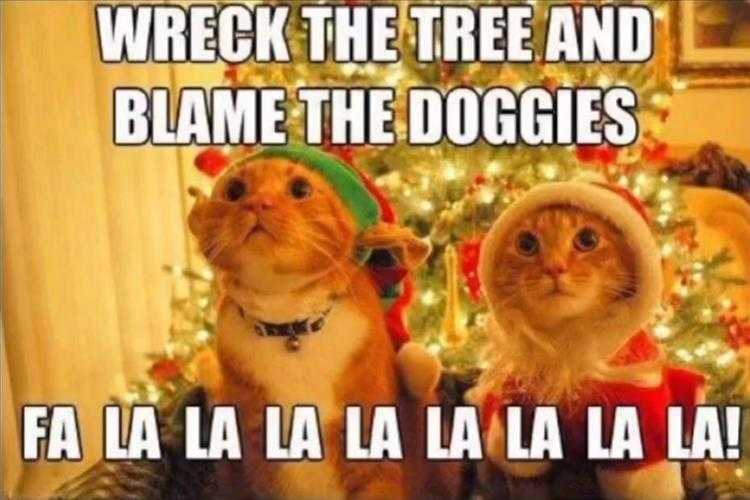 Funny Animal Memes For Kids  christmas memes