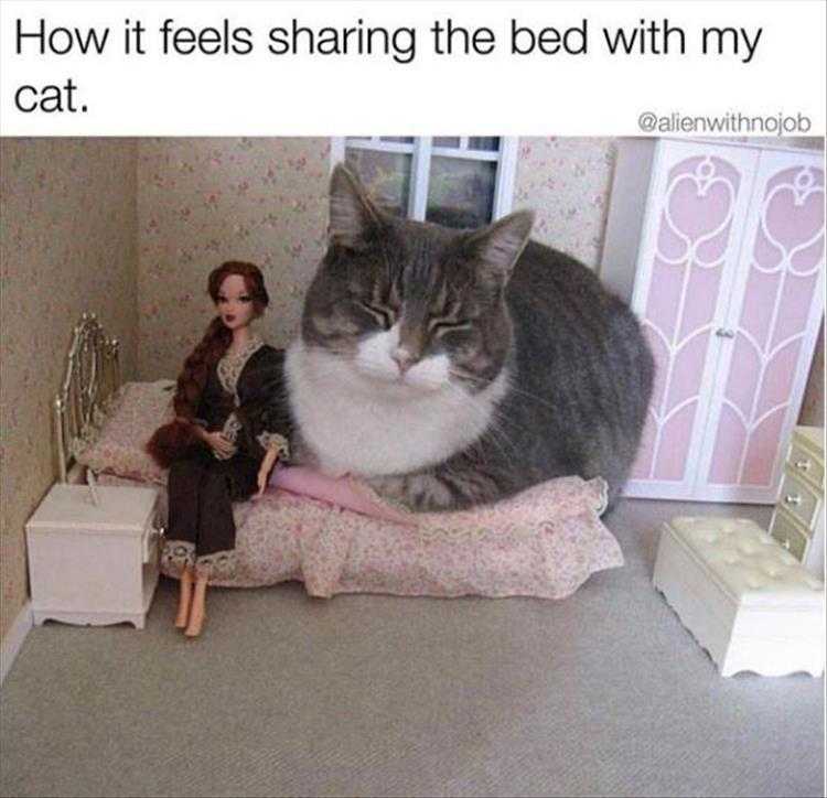 Funny Animal Memes For Kids  cat sharing bed