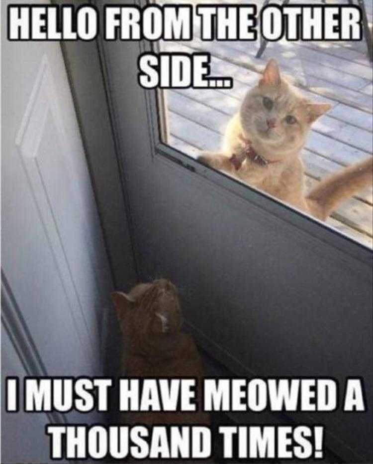 Funny Cat Memes For Kids  friends separated by glass