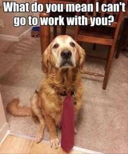 Funny Dog Memes For Kids  bring your dog to work day
