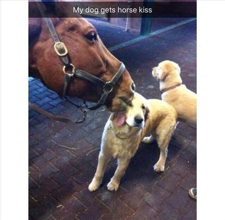 Funny dog Memes For Kids  horse lick