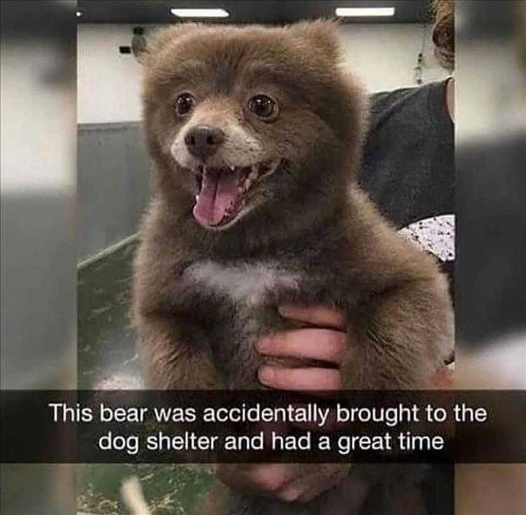 funniest pet memes  bear dog