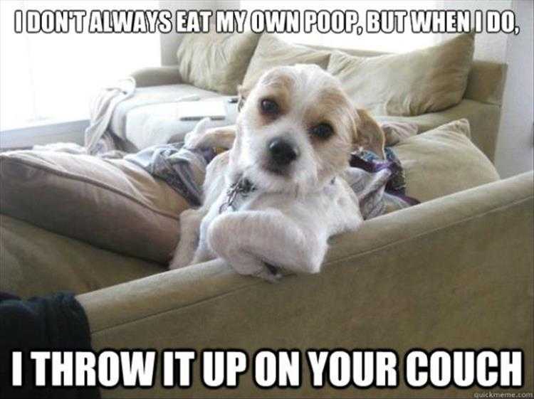 Funniest Animal Memes  don't always eat own poop