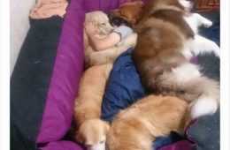 Funniest Animal Memes  Cuddle Puddle