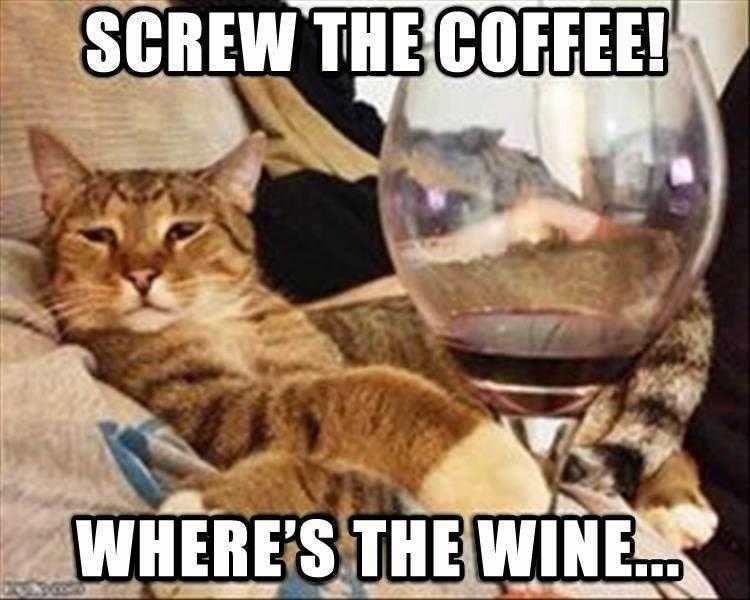 Funniest Animal Memes  wine time