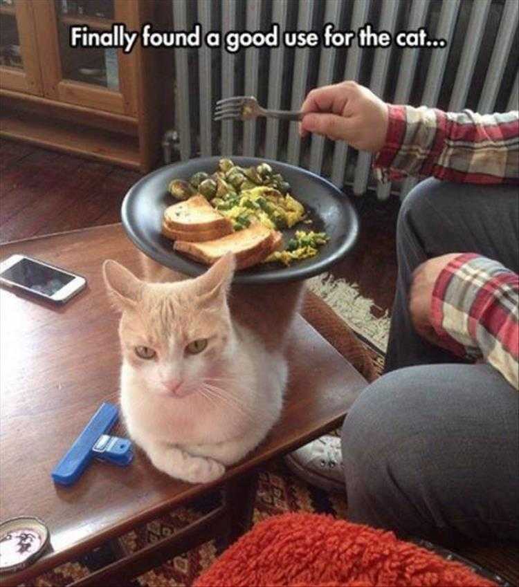 Hilarious Animal Pics  cat tray