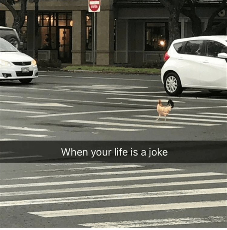 funny Animal Pics With jokes  chicken crossing road