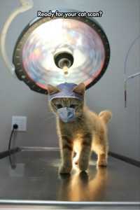 funny animal pics with captions  cat scan