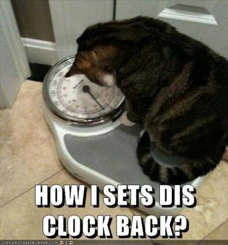 Top 34 Best Funny Animal Memes Of The Day