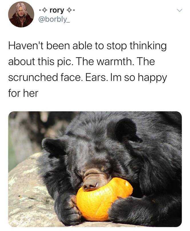 wholesome memes  bear eating orange