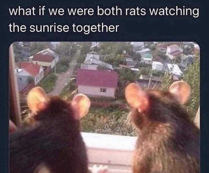 wholesome memes  rats watching