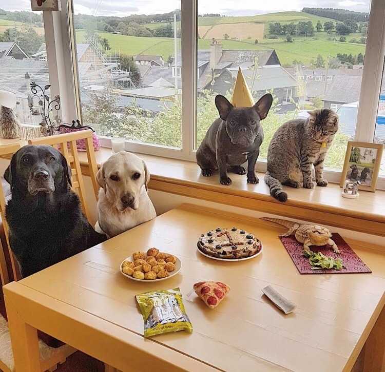 wholesome memes  birthday party