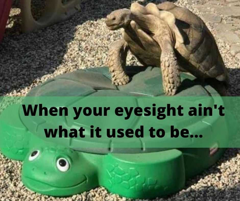 Hysterical Pet Memes  old age eyesight