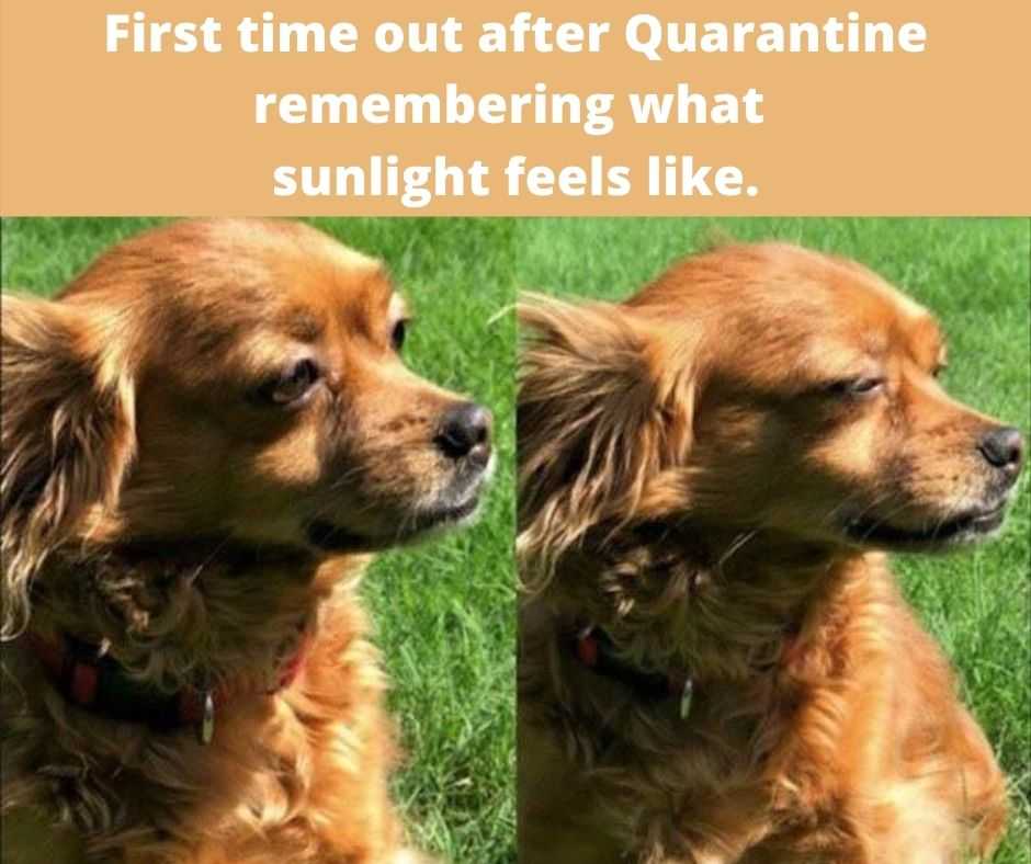 hilarious pet memes  sunlight memories