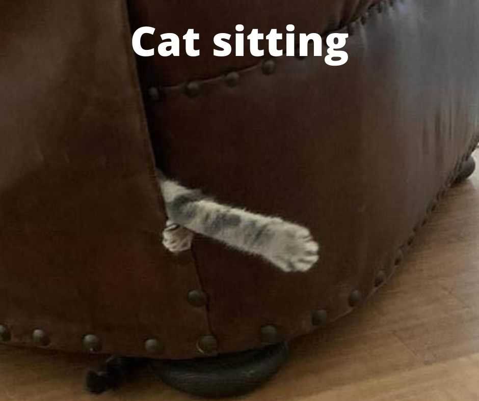 Hysterical Pet Memes  cat sitting?