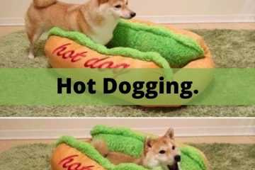 Top 10 Best Pet Product