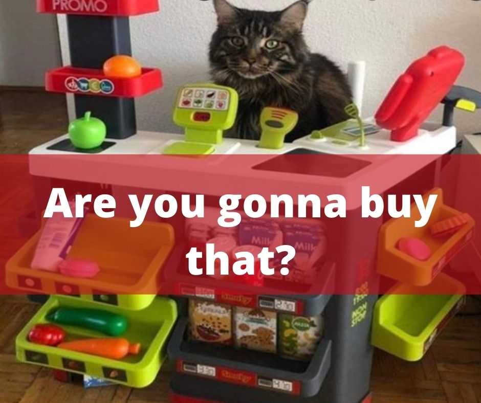 hilarious pet memes  check out cat