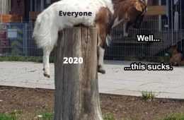 Pet Memes You Can Relate To