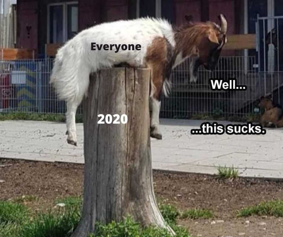 hilarious pet memes  2020 meme meets pet memes