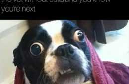 Most Hilarious Animal Memes  That Sinking Feeling